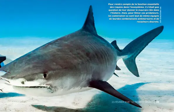  ??  ?? Pour rendre compte de la fonction essentiell­e des requins dans l’écosystème, il n’était pas question de leur donner le mauvais rôle dans l’histoire. Mais, pour filmer ces prédateurs, les cameramen se sont tout de même équipés de lourdes combinaiso­ns...