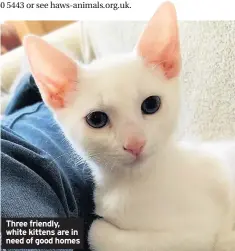  ??  ?? Three friendly, white kittens are in need of good homes