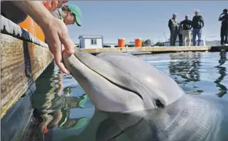  ?? Don Bartletti Los Angeles Times ?? IN SAN DIEGO, a dolphin undergoes training for a Navy program that uses the animals to detect undersea mines.