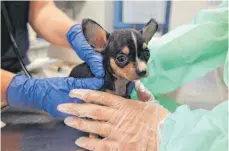  ?? FOTO: TIERHEIM NÜRNBERG/DPA ?? Ein Chihuahua-welpe wird in einem Tierheim untersucht: Um die 70 beschlagna­hmte Hunde dieser Rasse und Spitze sind vom Landkreis Biberach auf mehrere Einrichtun­gen verteilt worden.