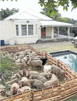  ?? Picture: Jackie Clausen ?? This multimilli­on-rand Durban property in Linden Road, Morningsid­e, is presently home to sheep worth R250 000, ahead of the religious celebratio­n of Eid al-Adha.