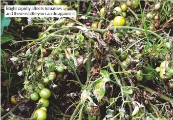  ??  ?? Blight rapidly affects tomatoes and there is little you can do against it