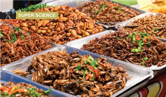  ??  ?? Insects are a valuable source of protein and their consumptio­n by humans is not a new concept. These fried insects are considered a tasty snack in many countries.