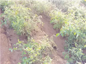  ??  ?? Part of the tomato crop destroyed by the Tuta absoluta. (Picture by Blessing Rwizi)