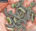  ?? OSU EXTENSION ?? Fall armyworms quickly devour turf grass