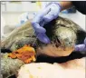  ?? Picture: RENEE LEEUWNER ?? MENDING: Sea turtle Moya is being nursed back to health.