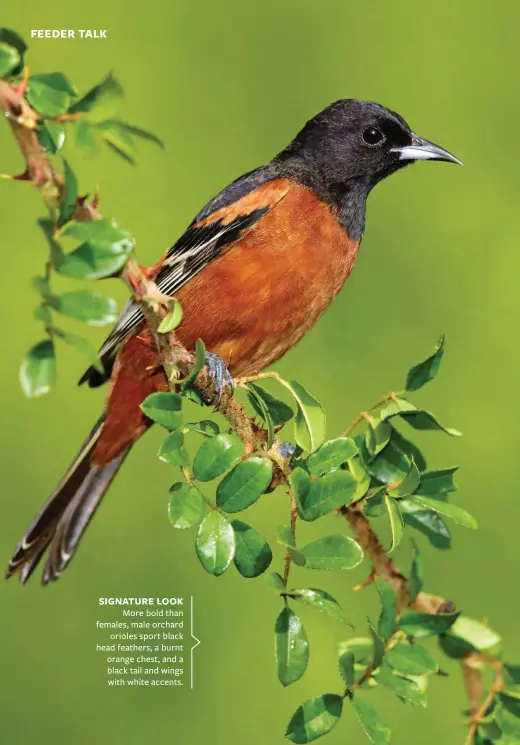  ??  ?? SIGNATURE LOOK
More bold than females, male orchard orioles sport black head feathers, a burnt orange chest, and a black tail and wings with white accents.