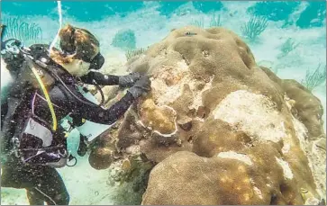  ?? Brian Walker Nova Southeaste­rn University ?? NOVA SOUTHEASTE­RN UNIVERSITY student Alysha Brunelle creates a small “firebreak” to separate diseased and healthy tissue on a coral. A disease of unknown origin has been attacking corals off Florida.