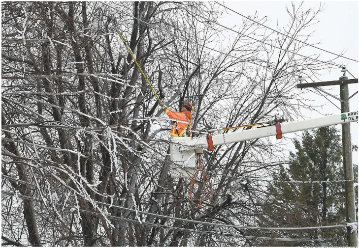  ??  ?? Certains arbres n’ont pas supporté le poids de la glace et des branches se sont cassées, ce qui a nécessité le travail d’émondeurs. PHOTO JEAN-FRANÇOIS DESGAGNÉS