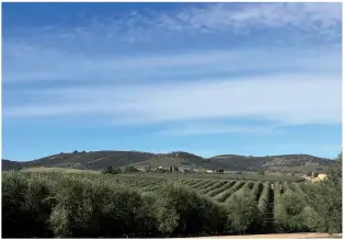  ??  ?? El ensayo se localiza en la finca de Casas de Hualdo, ubicada en La Puebla de Montalbán, Toledo.