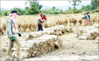  ?? VIENTIANE TIMES ?? Workers stack cut bamboo stalks in Soukchaler­n district.