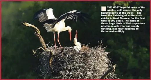  ?? Picture: GLYN KIRK/AFP ?? THE MOST hopeful news of the week – well, almost the only hopeful news of the week – has been the hatching of white stork chicks in West Sussex, for the first time in 600 years. The sight of those huge birds in their capacious nest in an oak tree was simply thrilling. May they continue to thrive and multiply.