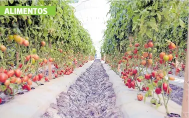  ?? RICARDO SÁNCHEZ/EL SOL DE IRAPUATO ?? Para 2050, habrá menos espacio para cultivar alimentos.