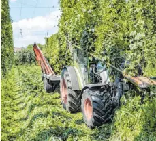  ?? ARCHIVFOTO: MARK HILDEBRAND­T ?? Bei der Ernte sollten die Pflanzen so gesund aber auch so unbelastet wie möglich sein.