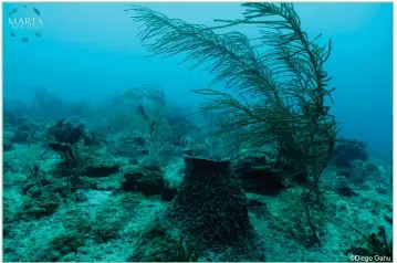  ??  ?? Above: A seascape in “Bajos del Norte” with very low fish abundance and higher algae cover, a sign of lower reef ecological health.
Photo credit: Mares Mexicanos, Diego Gamero. All rights reserved.