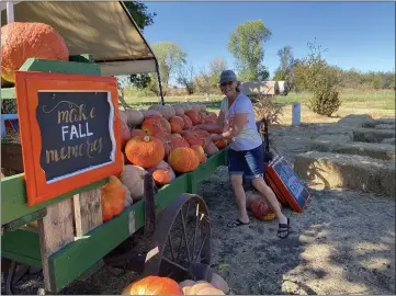  ?? PHOTOS BY KYRA GOTTESMAN — MERCURY-REGISTER ?? Joy Book organizes a display of pumpkins Tuesday in preparatio­n for opening weekend of Book Family Farm’s pumpkin patch in Durham.