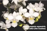  ?? (Jim Cootes) ?? Phalaenops­is equestris fma. alba