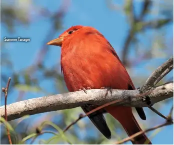  ??  ?? Summer Tanager