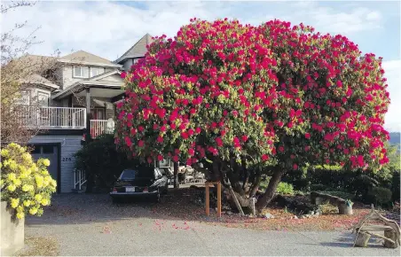  ?? LADYSMITH CHAMBER OF COMMERCE ?? The pink rhododendr­on at 226 Kitchener St. in Ladysmith is believed to be at least 115 years old. According to a plaque outside the home, it was likely propagated from the Cynthia rhododendr­ons planted by George Fraser in 1889 in Victoria’s Beacon Hill...