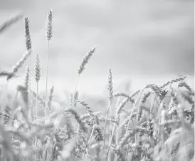  ??  ?? Wheat field in this wire picture