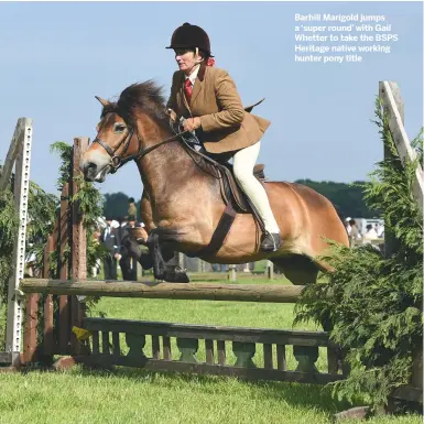  ??  ?? Barhill Marigold jumps a ‘super round’ with Gail Whetter to take the BSPS Heritage native working hunter pony title