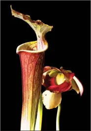  ?? The Washington Post/BERT GF SHANKMAN ?? Many varieties of pitcher plants, sundews and flytraps have been developed by growers. This is a red form of the yellow pitcher plant.