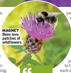  ??  ?? MAGNET Bees love patches of wildflower­s