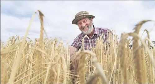  ??  ?? BUSY TIME: South farmer Graeme Oliver assesses a crop of feed barley during the Wimmera grains harvest. Mr Oliver, who has wheat, barley, chickpea and bean crops, expects to finish harvest in the next few weeks. He said his results were ‘okay’ with the...