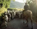  ??  ?? Dalla montagna Mandrie e greggi torneranno verso la pianura dopo l’estate