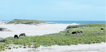  ?? PARKS CANADA PHOTO ?? Horses are seen on Sable Island, N.S., in this undated handout photo. The harsh conditions and extreme isolation of Sable Island has forced Ottawa to abandon a wind project on the iconic crescent-shaped sandbar — more than 15 years after it launched the initiative.