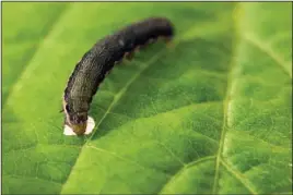  ?? Submitted photo ?? SALT STRESS: Armyworms feed on salt-stressed soybean plants in a greenhouse experiment to determine how much the plant’s defense mechanisms are reduced by salt stress. U of A System Division of Agricultur­e photo by Fred Miller.