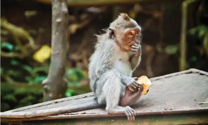  ?? Photograph: Melissa Tse/Getty Images/Flickr RF ?? A mischievou­s – and shrewd – monkey in Bali.