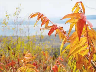  ?? WILLIAM J. KOLE /THE ASSOCIATED PRESS ?? Leaves turn colors near the summit of Cadillac Mountain in Acadia National Park in Maine. The nearby Jordan Pond Shore Trail offers stunning views for fall leaf peepers.