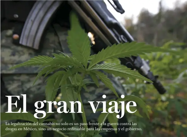  ??  ?? Cosecha verde. Elementos del ejército mexicano decomisaro­n 1,160 hectáreas de plantios de mariguana en junio de 2018.