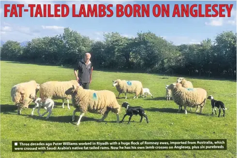  ??  ?? ■ Three decades ago Peter Williams worked in Riyadh with a huge flock of Romney ewes, imported from Australia, which were crossed with Saudi Arabia’s native fat tailed rams. Now he has his own lamb crosses on Anglesey, plus six purebreds