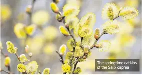  ??  ?? The springtime catkins of the Salix caprea