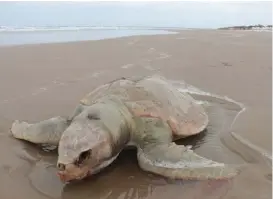  ?? YAZMÍN SÁNCHEZ ?? La tortuga verde murió por obstrucció­n del intestino con basura y plástico.