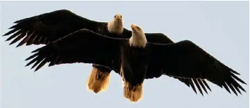  ?? Dana Nesiti ?? The Hays female bald eagle and her new mate fly together near their nest in the Pittsburgh neighborho­od in 2023.