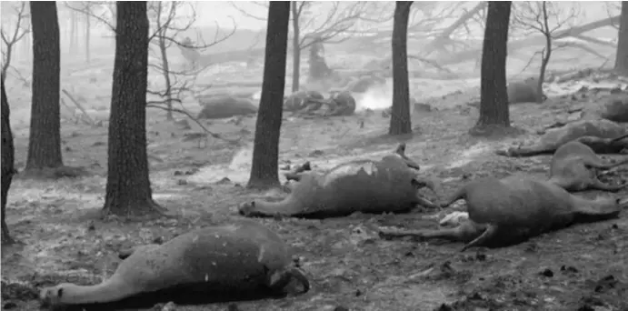  ?? Foto: Klaus Wiener ?? Diese Pferde konnten sich nicht mehr vor den Flammen retten und kamen jetzt bei einem Waldbrand in Galicien jämmerlich ums Leben.