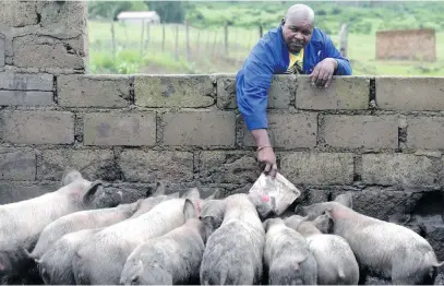  ?? Pictures: Nigel Sibanda ?? FRUSTRATED. Gert Sibande district farmer Michael Mbukeni Ntshalints­hali on his farm on the outskirts of Piet Retief in Mpumalanga.