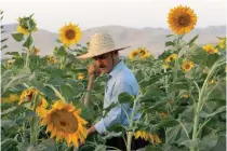  ?? — AFP ?? A Kurdish man harvests sunflowers in a field in the district of Raniya, 70 km east of Arbil, the capital of Iraq’s northern autonomous region of Kurdistan.