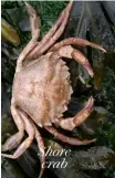  ??  ?? Shore crab