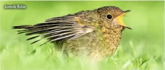  ??  ?? Juvenile Robin