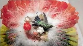  ?? ROSS GIBLIN/STUFF ?? Fantastic feathers and powerful plumage make the exhibition a sight to behold.
