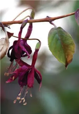  ?? ?? above from left Hanging fuchsia dry out more quickly than plants at a lower level; Browning leaves and dropping blooms are a sign of under-watering.
Opposite Fuchsia don’t like intense sunlight. Hang your basket where it gets dappled light or light shade in the afternoon.