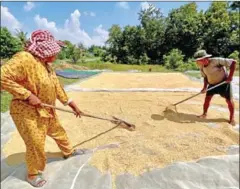  ?? HONG MENEA ?? Farmers dry rice in direct sunlight near their house in Takeo province’s Prey Kabbas district in December.