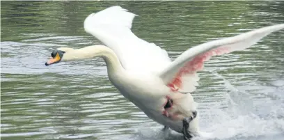  ?? Mark Traynor ?? ●●The male swan attacked at Reddish Vale