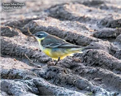  ??  ?? Eastern Yellow Wagtail, Sedgeford, Norfolk, December