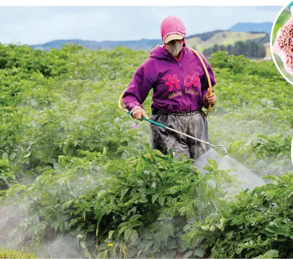  ??  ?? La aplicación de fertilizan­tes es mediante riego. La imagen y detalles fueron tomadas en cultivos buenos de Agropecuar­ia de Papas en S