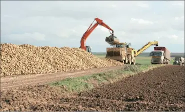  ?? FILE PHOTO: BLOOMBERG ?? A crane loads sugar beets in a field for transport to a processing plant in Picardie, northern France. EU export restrictio­ns on sugar will end in 2017 and companies are preparing for a leap in sales as they eye markets in the Middle East and north...
